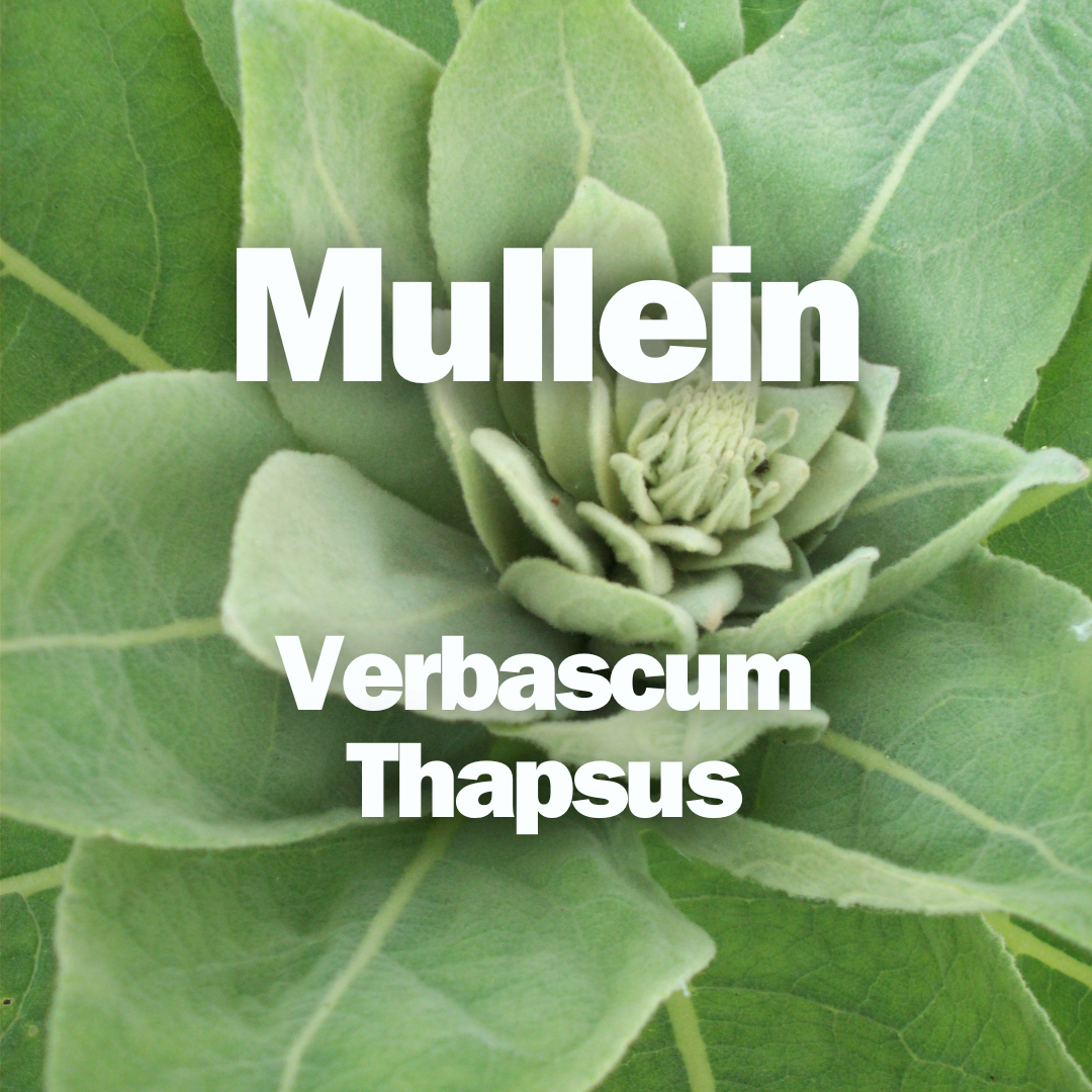 Discovering Mullein Leaf: A Treasure in Herbal Healing