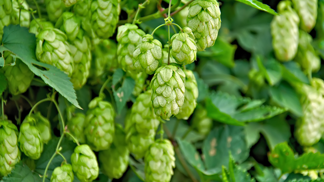 Hops: Brewing More Than Just Beer - A Journey into Herbal Benefits