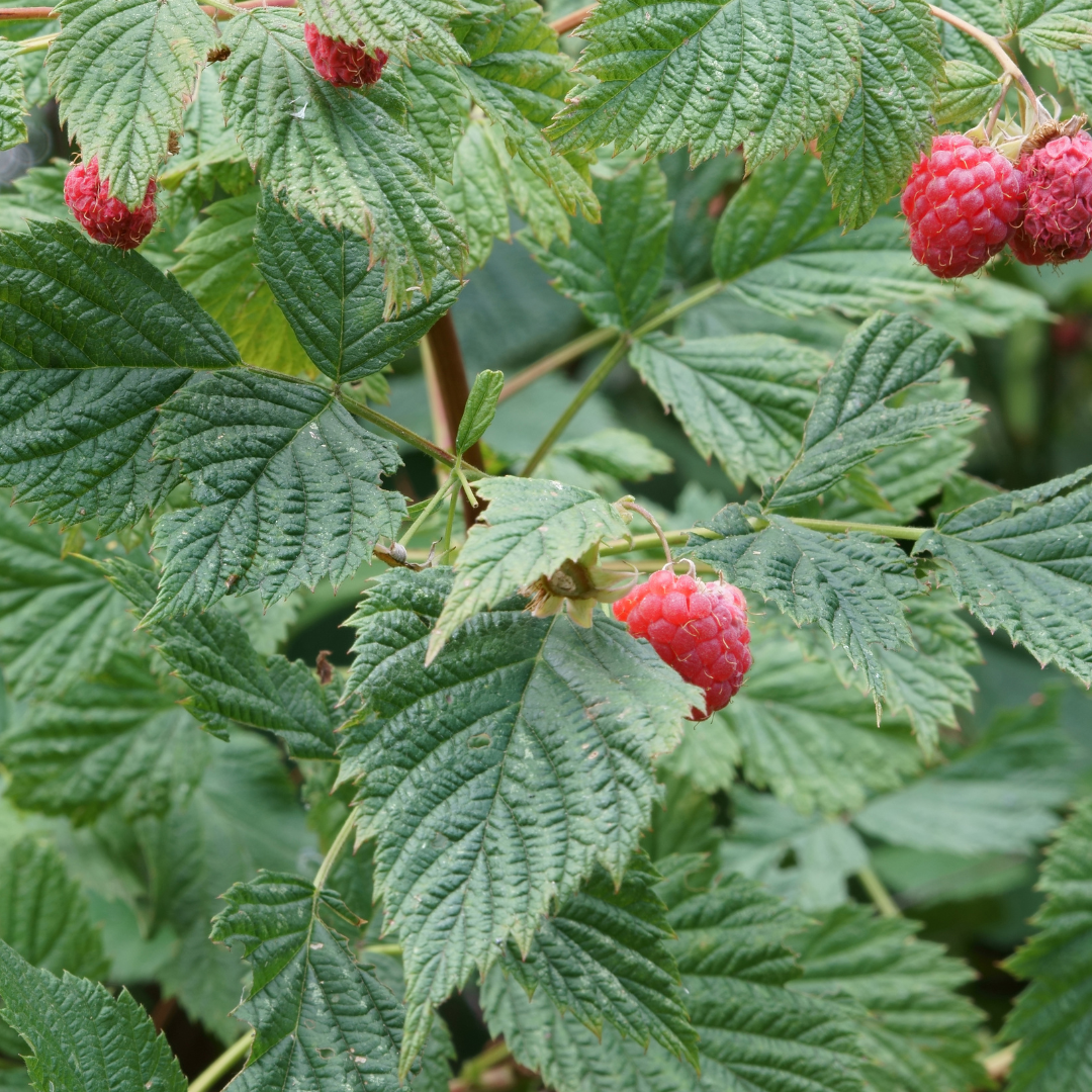 Red Raspberry Leaf: Nature's Gift for Women's Menstrual Wellness