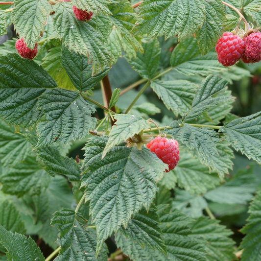 Red Raspberry Leaf: Nature's Gift for Women's Menstrual Wellness