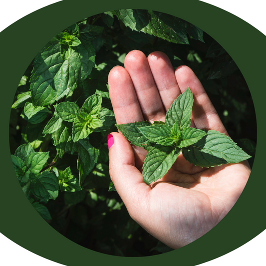 Mint Marvels: Exploring the Refreshing Wonders of Peppermint for Everyday Well-being