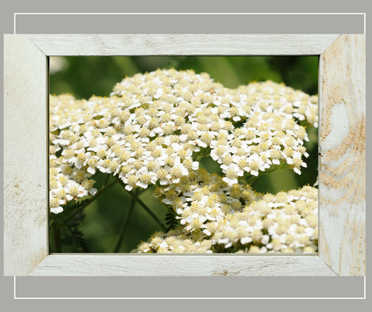 Unveiling Yarrow: Nature’s Multi-Purpose Healer